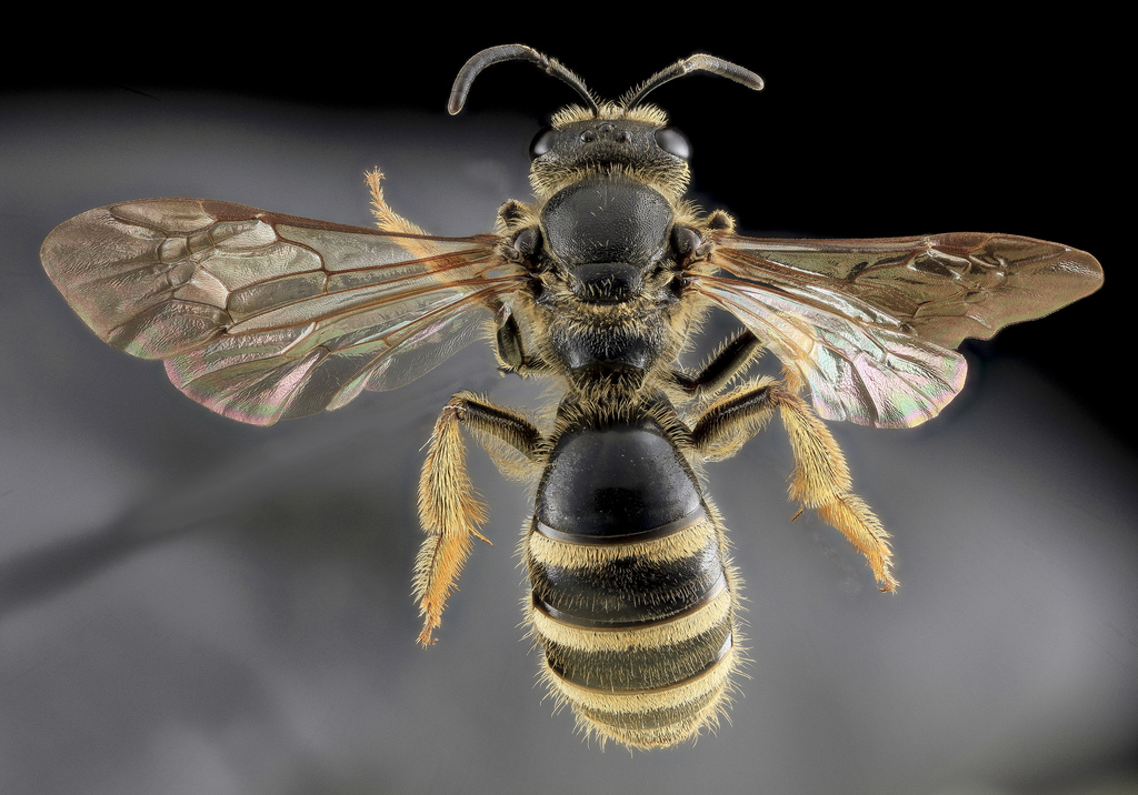 image of sweat bee