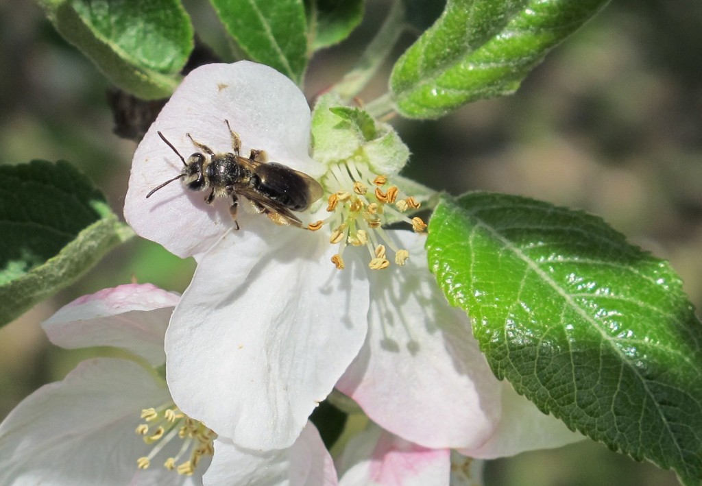 Mining Bee on Apple Flower