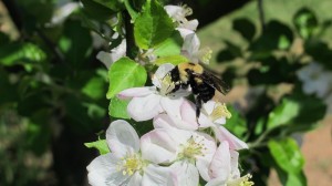 Bumblebee on on Apple Flower