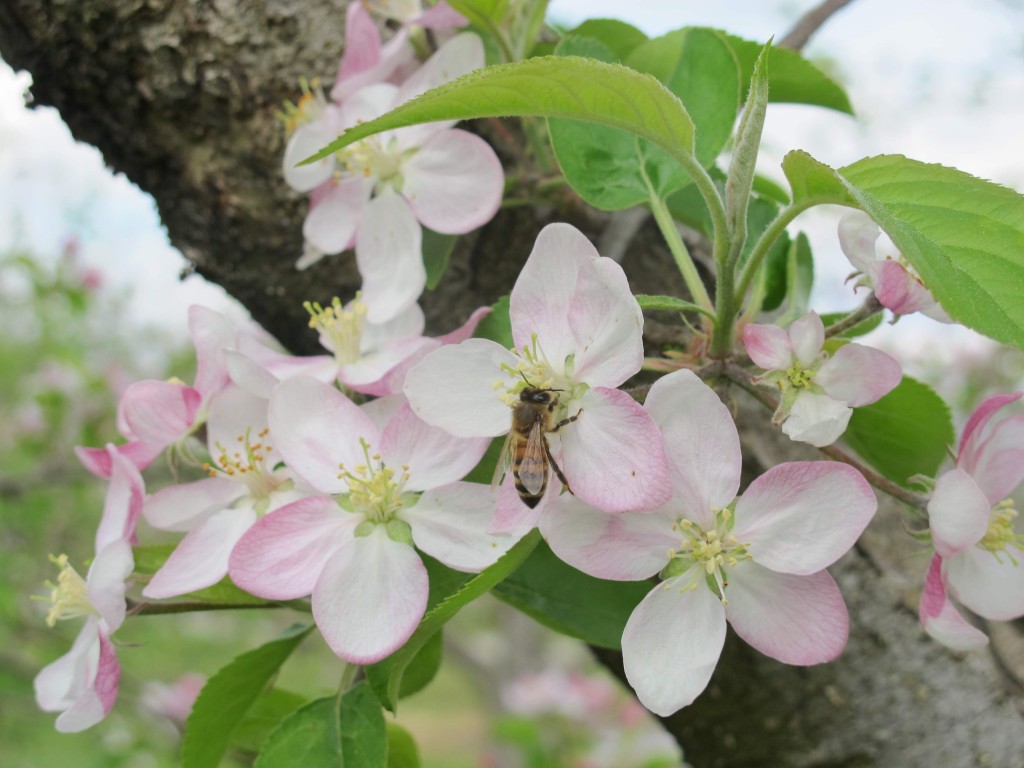 Honeybee on apple flower-back