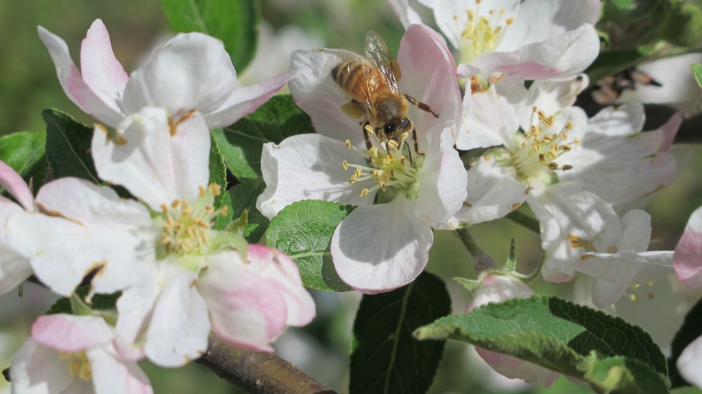Honeybee on apple flower-front