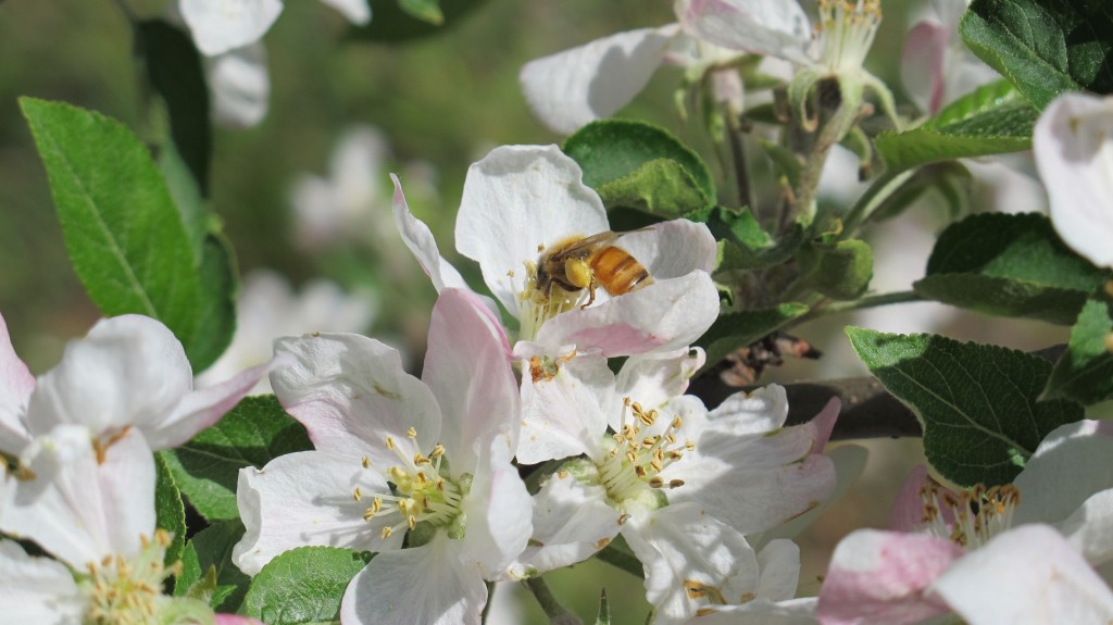 Honeybee with full pollen basket