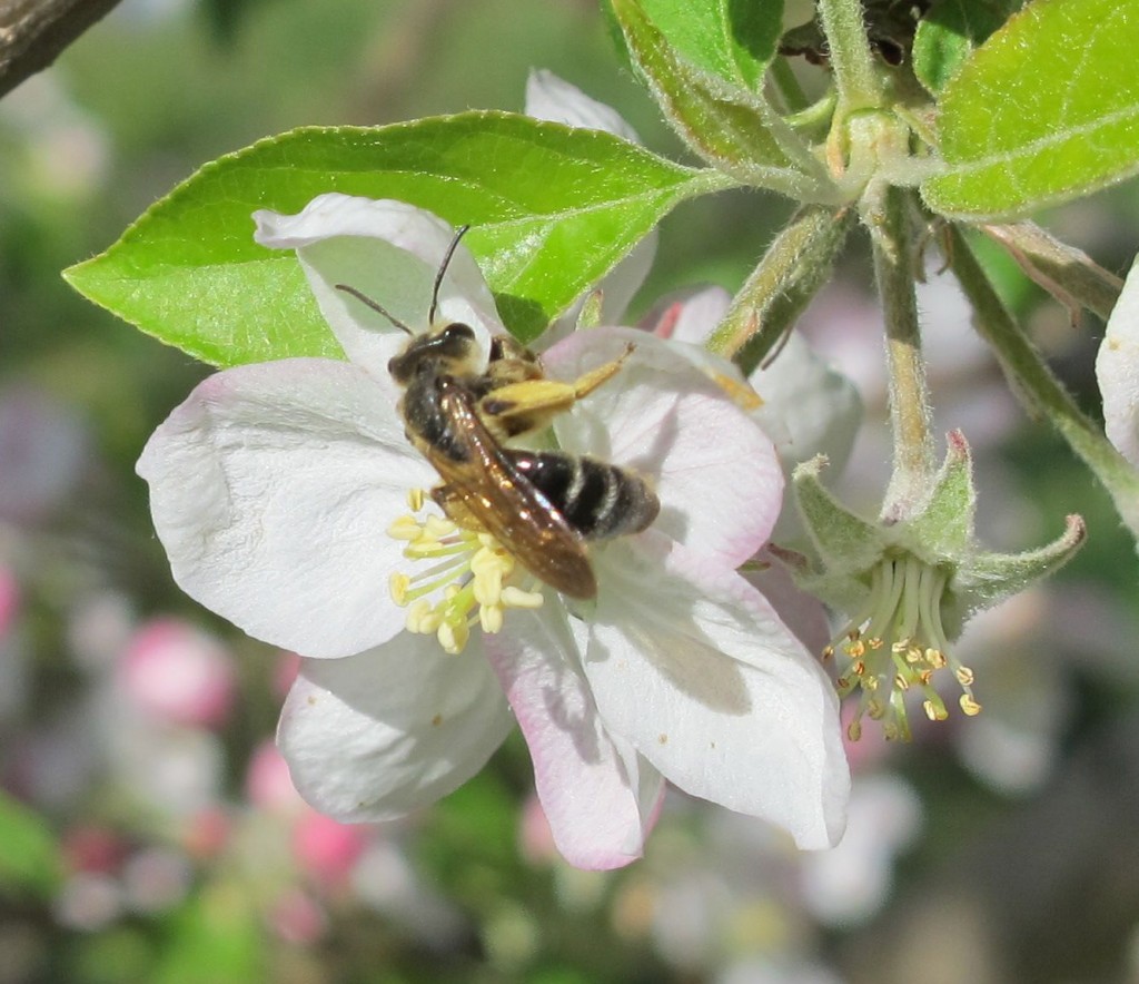 Sweat Bee on Apple Flower