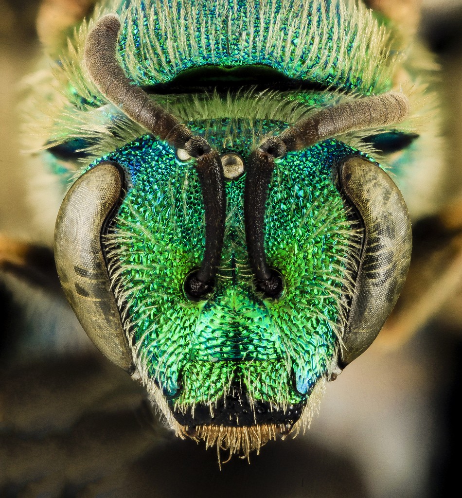 Agapostemon sericeus - Female Face