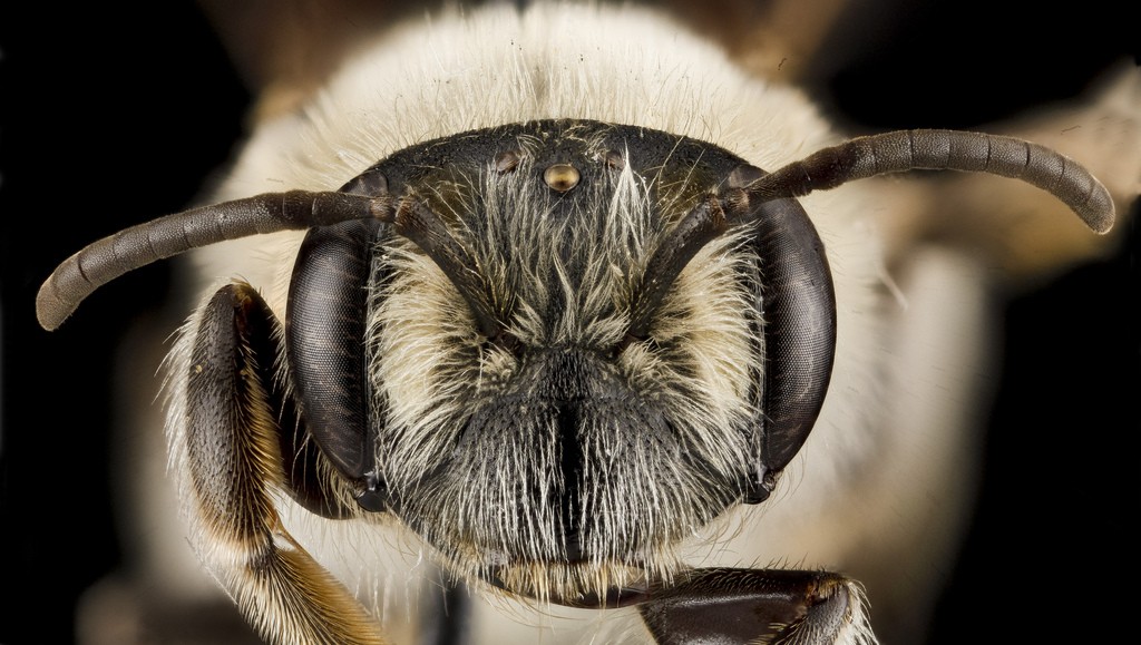 Andrena barbara - Female Face