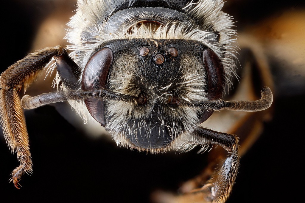 Andrena crataegi - Face