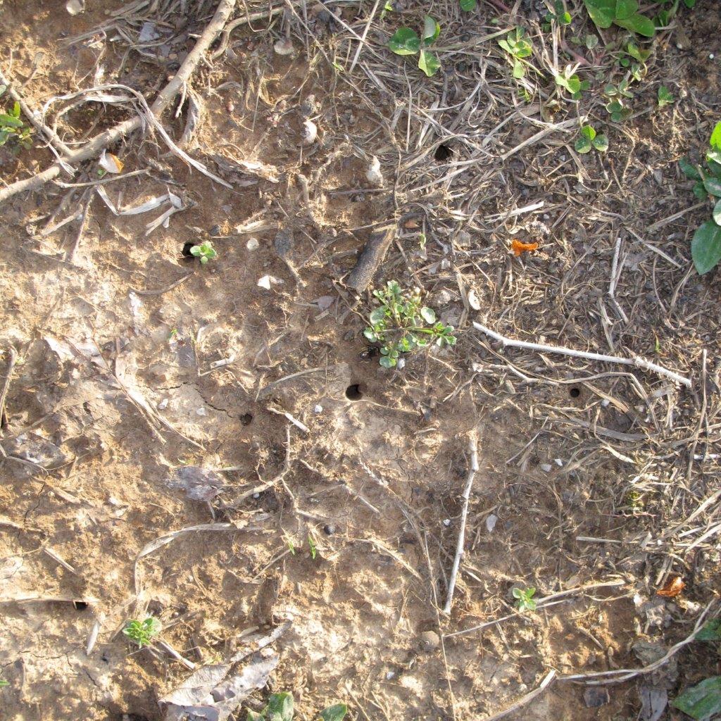 Mining Bee (Geneus Andrena) nest entrance holes