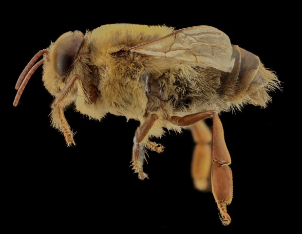 Apis mellifera – Male Side View | Bees of Georgia