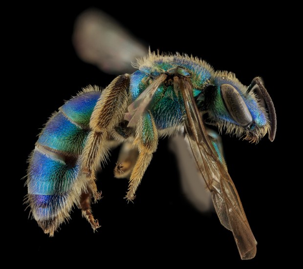 Sweat Bees (green small) | Bees of Georgia