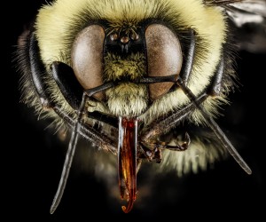 Bombus griseocollis Face with Tongue Extended.  These are known as long tongue bees.