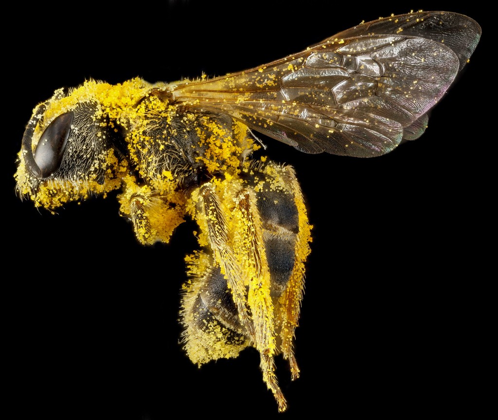 Halictus ligatus covered with pollen