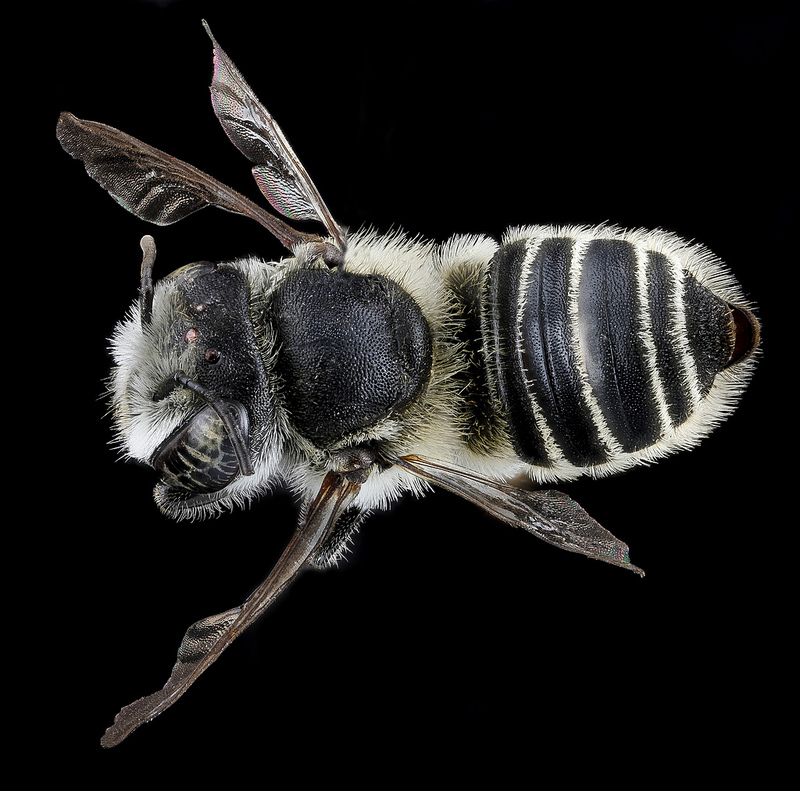 Megachile brevis - Dorsal View