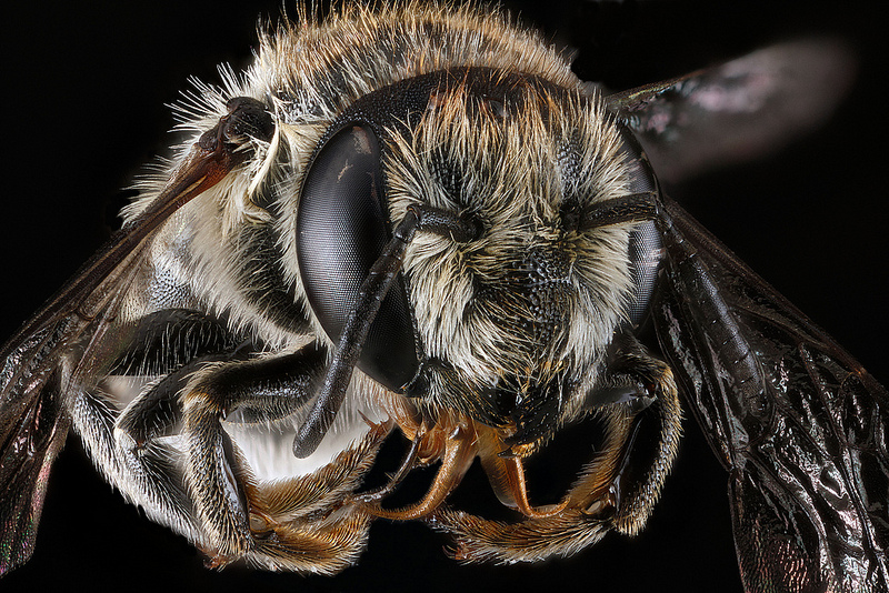 Megachile brevis - Face