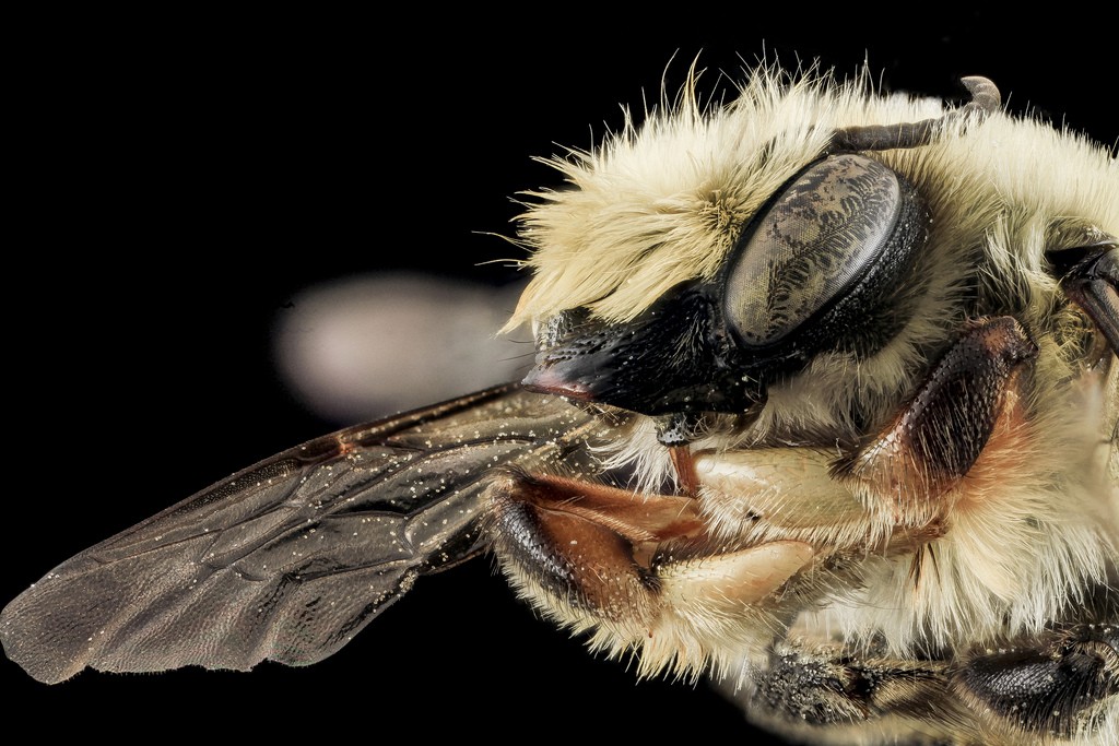 Megachile mucida-Face