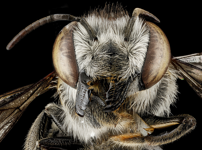 Megachile parallela Face