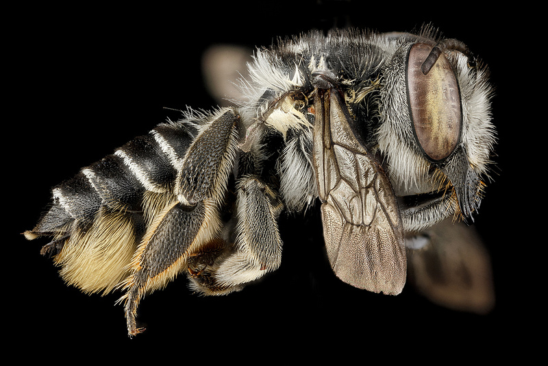 Megachile parallela - Side view