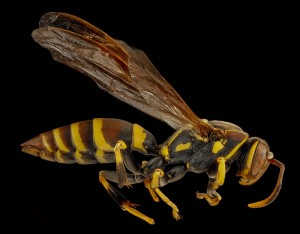Paper Wasp - Genus Polistes