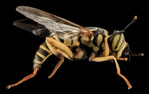 Wasp mimic-Spilmyia longicornis - side view