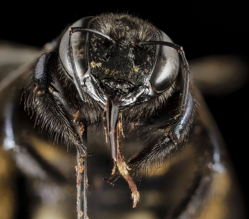 Xylocopa micans - Face