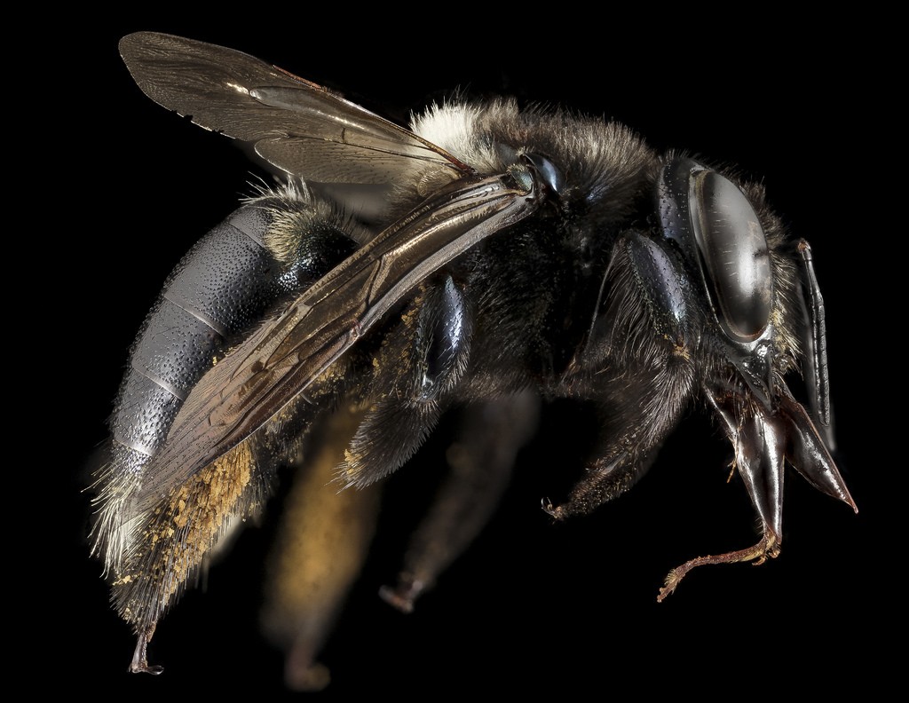 Xylocopa micans - Dorsal View